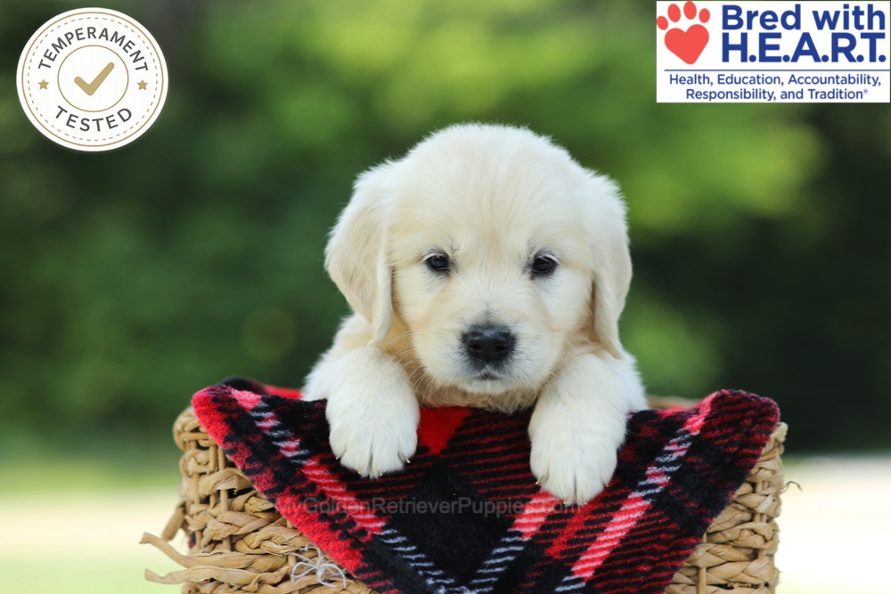 Caramel Image of Caramel, a Golden Retriever puppy