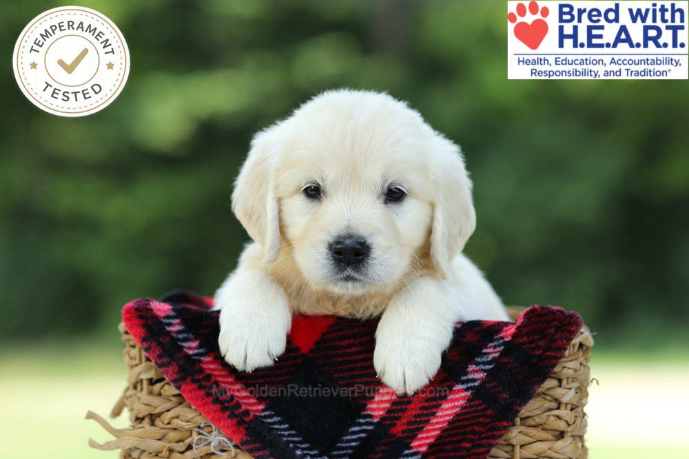 Caramel Image of Caramel, a Golden Retriever puppy