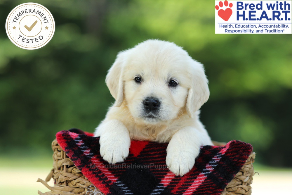 Caramel Image of Caramel, a Golden Retriever puppy