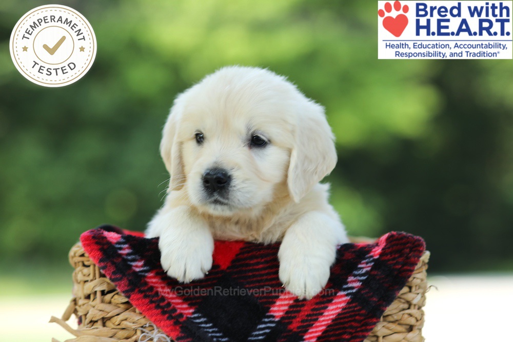 Caramel Image of Caramel, a Golden Retriever puppy