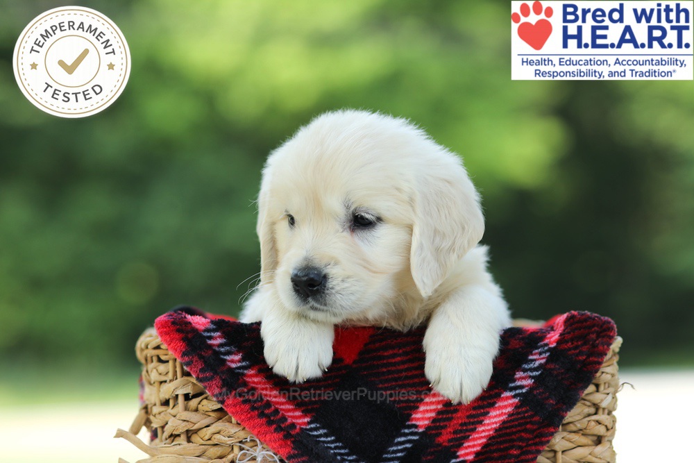Caramel Image of Caramel, a Golden Retriever puppy