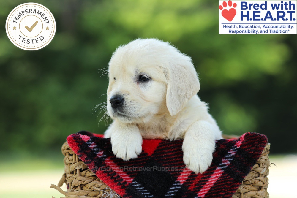 Caramel Image of Caramel, a Golden Retriever puppy