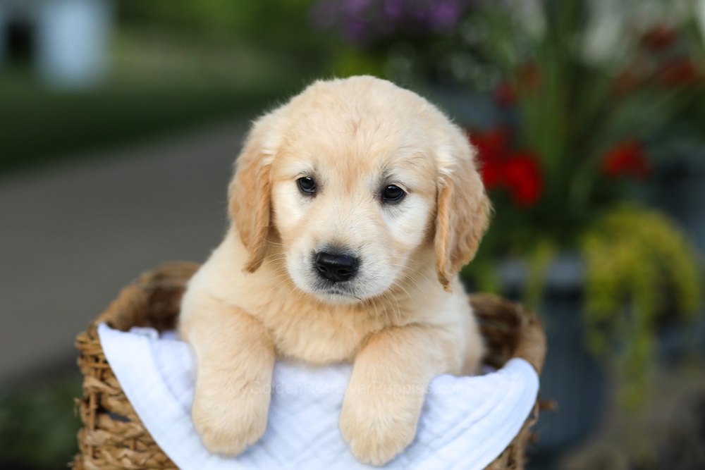 Carrie Image of Carrie, a Golden Retriever puppy