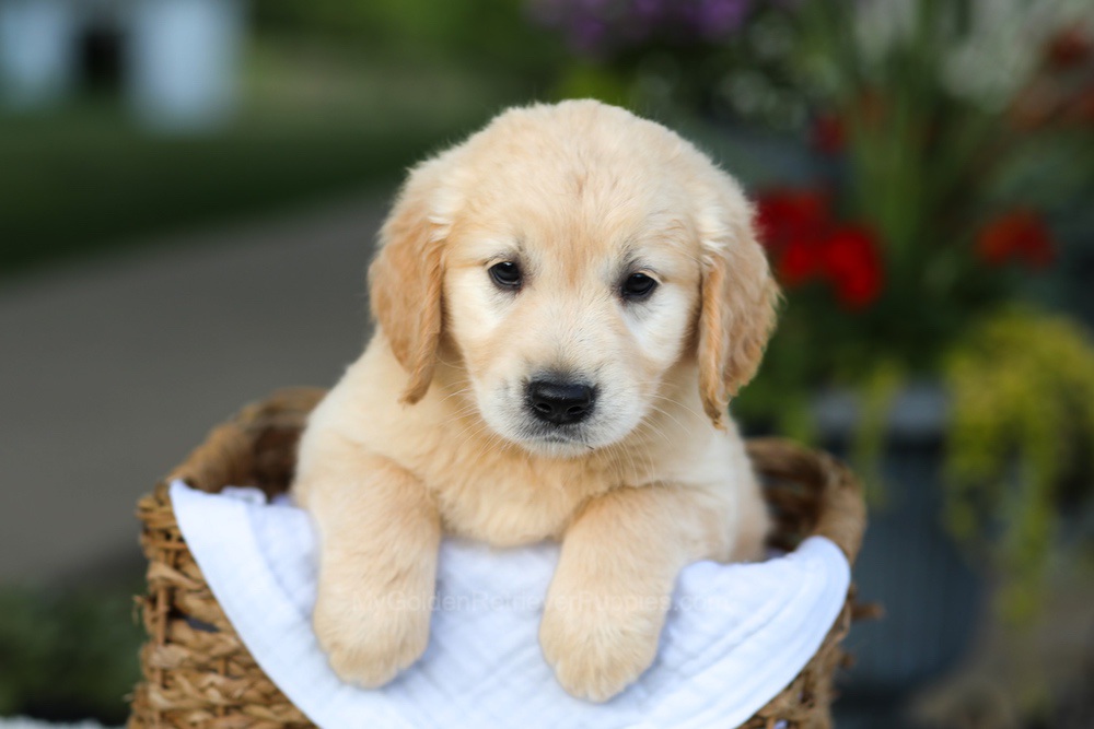 Carrie Image of Carrie, a Golden Retriever puppy