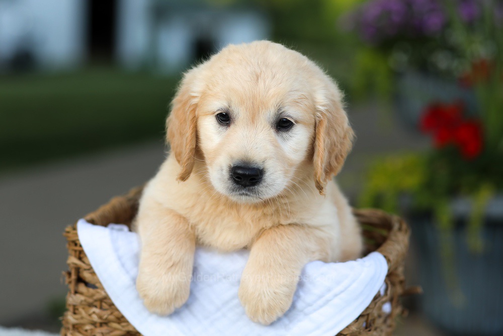 Carrie Image of Carrie, a Golden Retriever puppy