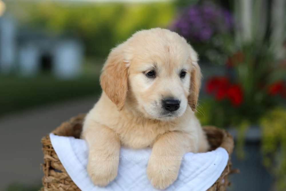 Carrie Image of Carrie, a Golden Retriever puppy