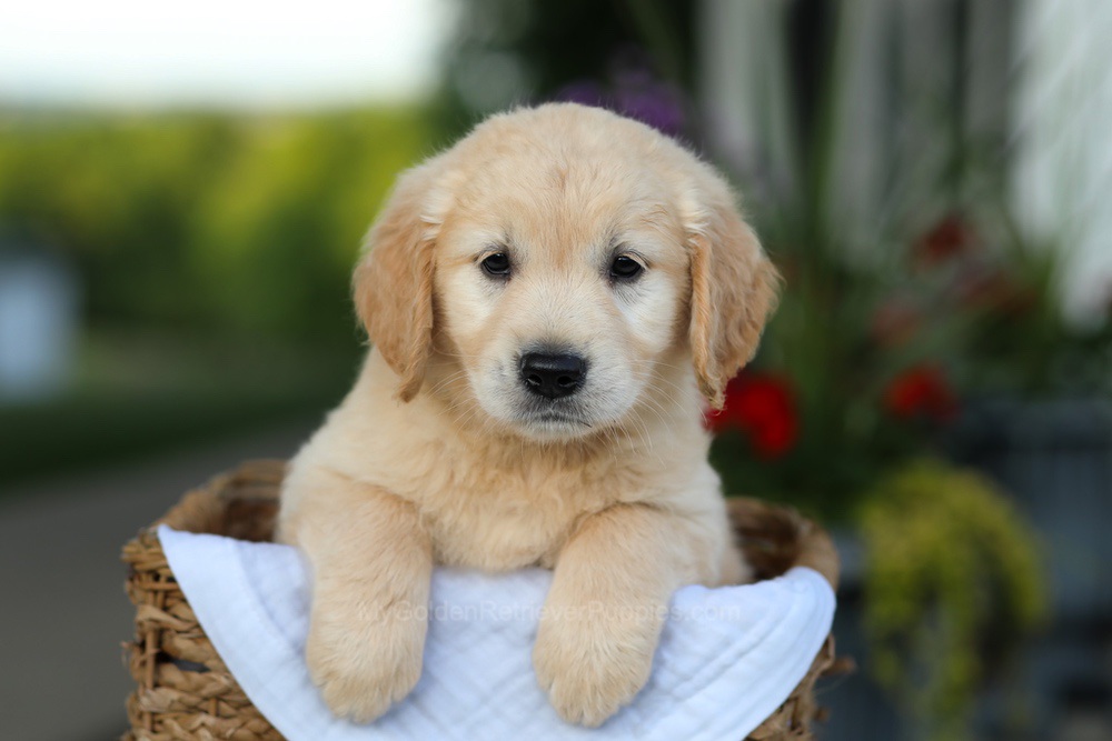 Carrie Image of Carrie, a Golden Retriever puppy