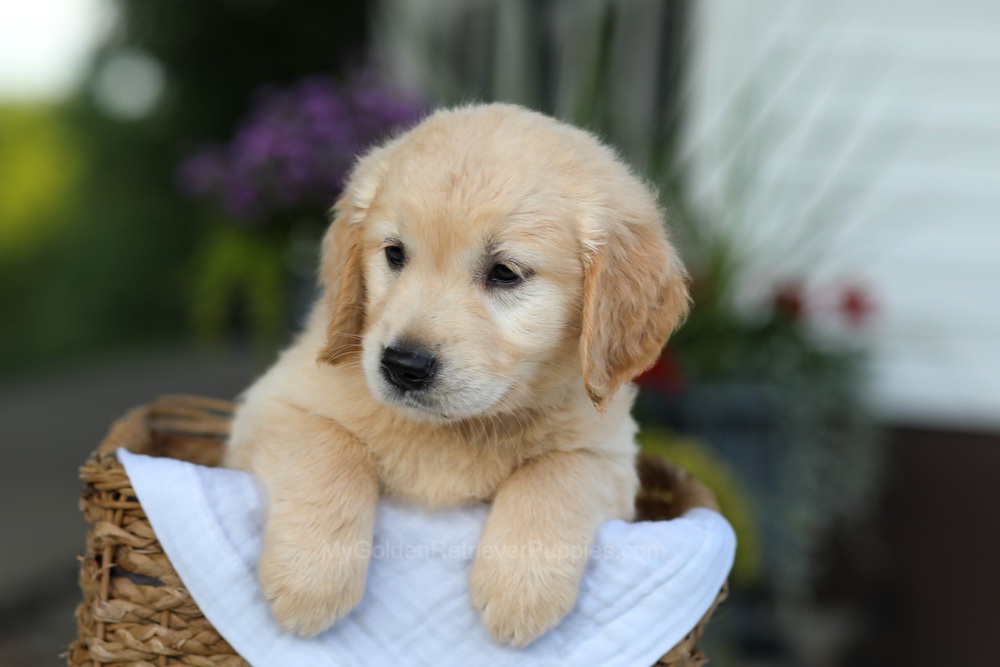 Carrie Image of Carrie, a Golden Retriever puppy