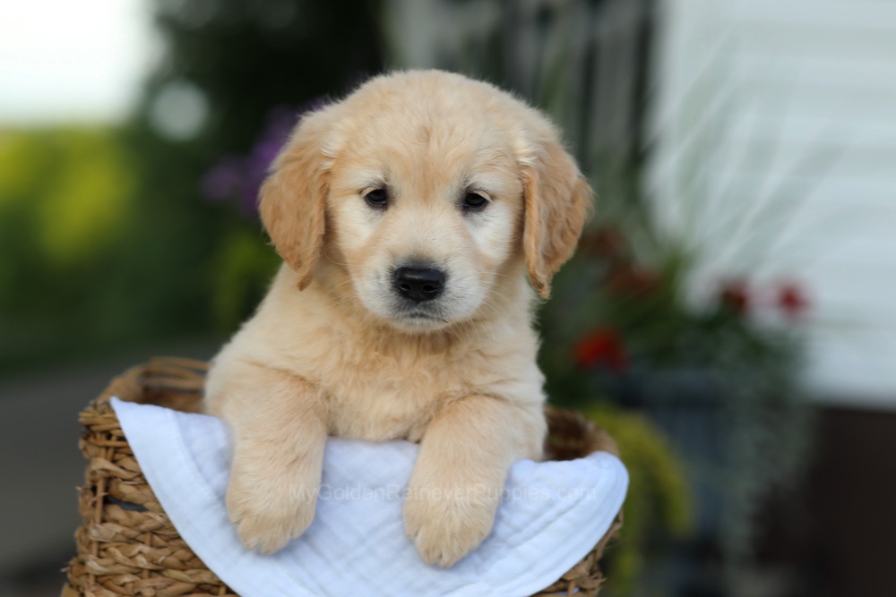 Carrie Image of Carrie, a Golden Retriever puppy