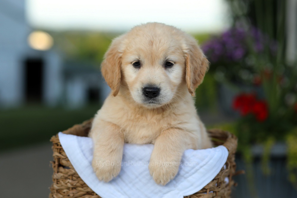 Carrie Image of Carrie, a Golden Retriever puppy