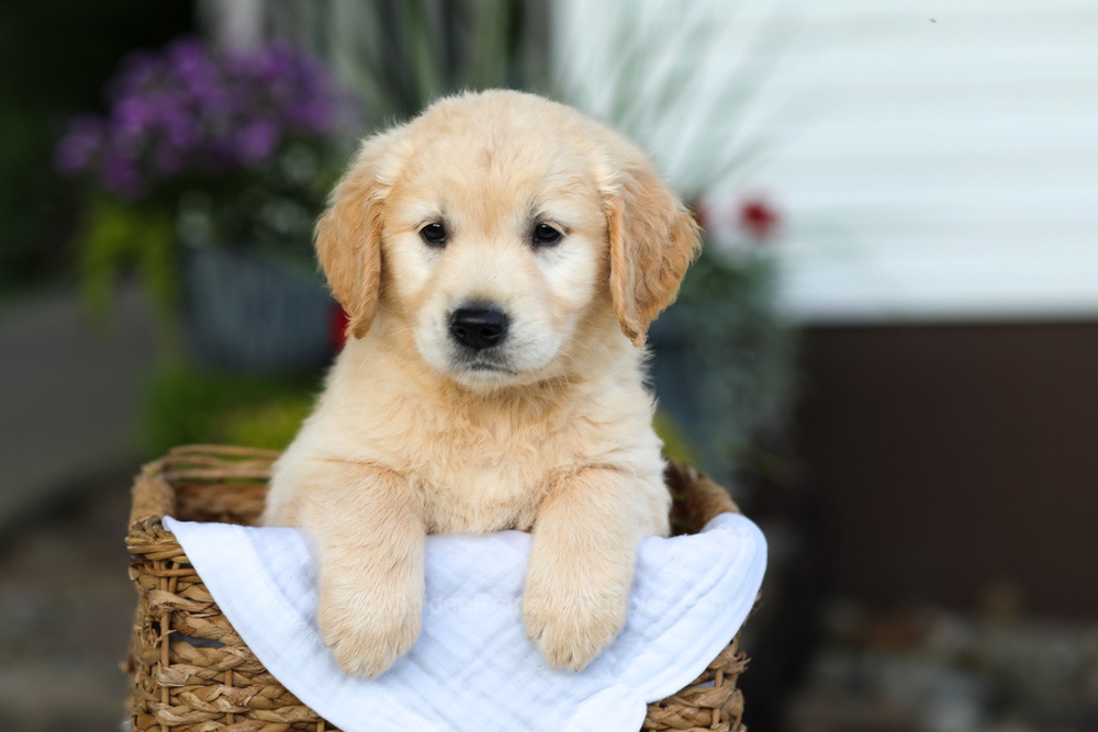 Carrie Image of Carrie, a Golden Retriever puppy