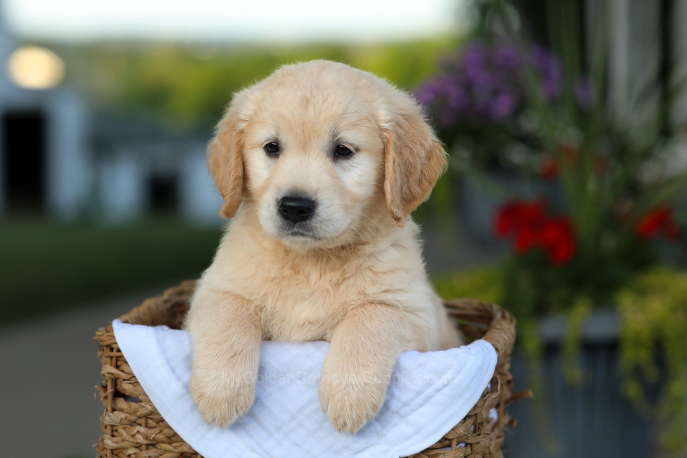 Carrie Image of Carrie, a Golden Retriever puppy