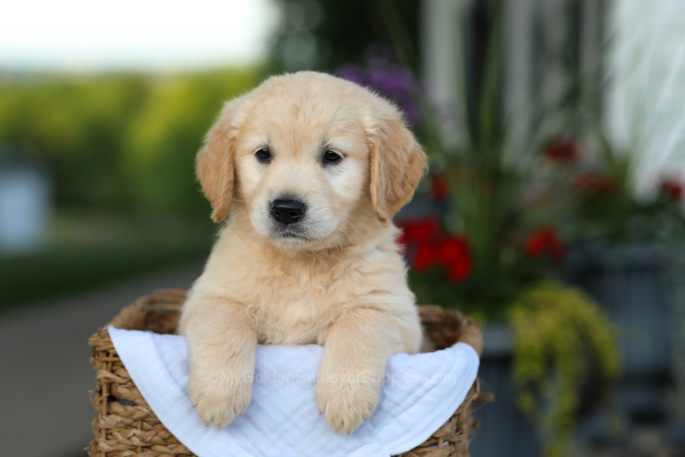 Carrie Image of Carrie, a Golden Retriever puppy