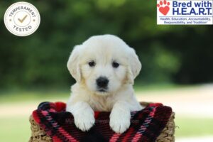 Charlene Image of Charlene, a Golden Retriever puppy
