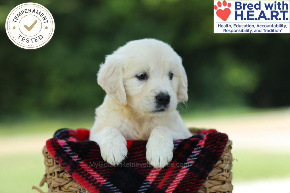 Charlene Image of Charlene, a Golden Retriever puppy