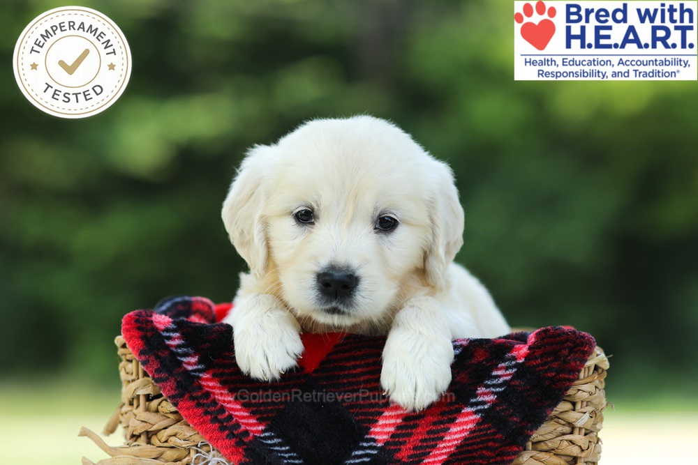 Charlene Image of Charlene, a Golden Retriever puppy