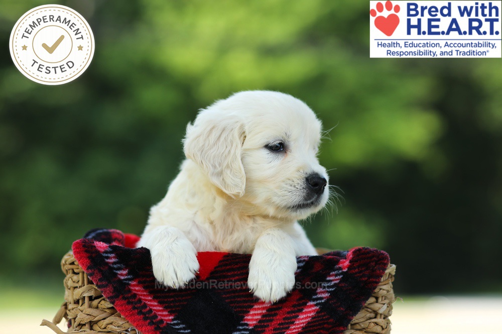 Charlene Image of Charlene, a Golden Retriever puppy