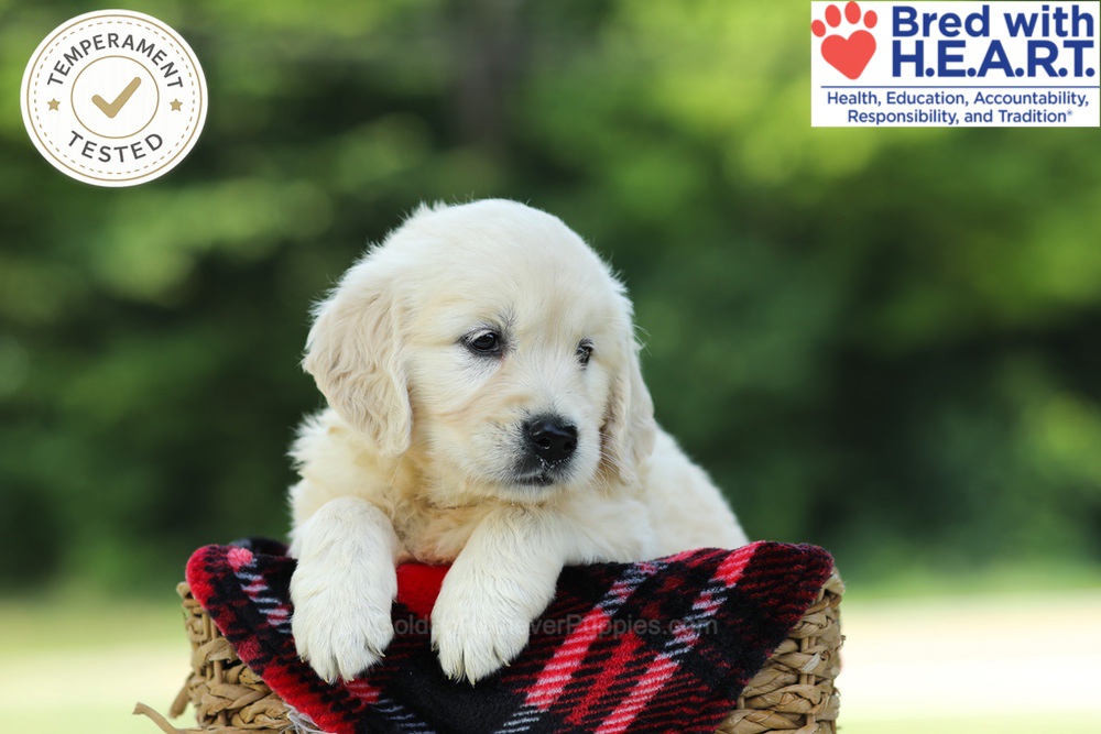 Claire Image of Claire, a Golden Retriever puppy
