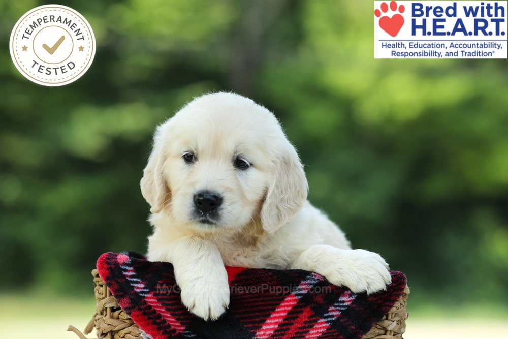 Claire Image of Claire, a Golden Retriever puppy