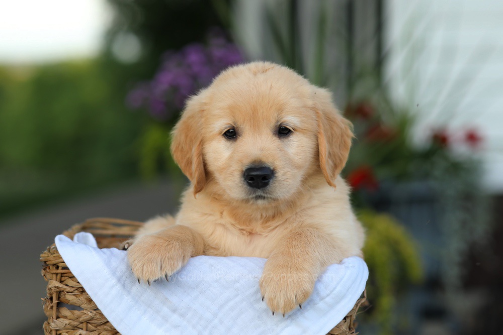 Coleen Image of Coleen, a Golden Retriever puppy