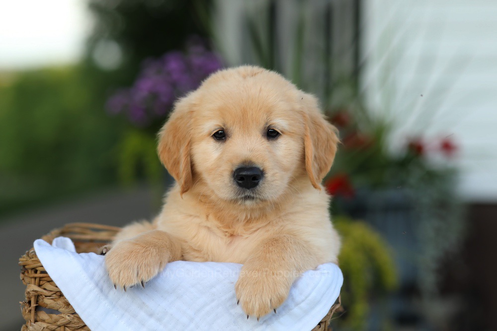 Coleen Image of Coleen, a Golden Retriever puppy