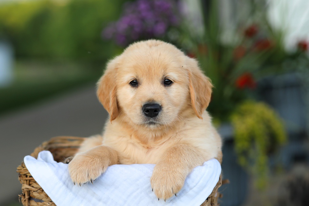 Coleen Image of Coleen, a Golden Retriever puppy