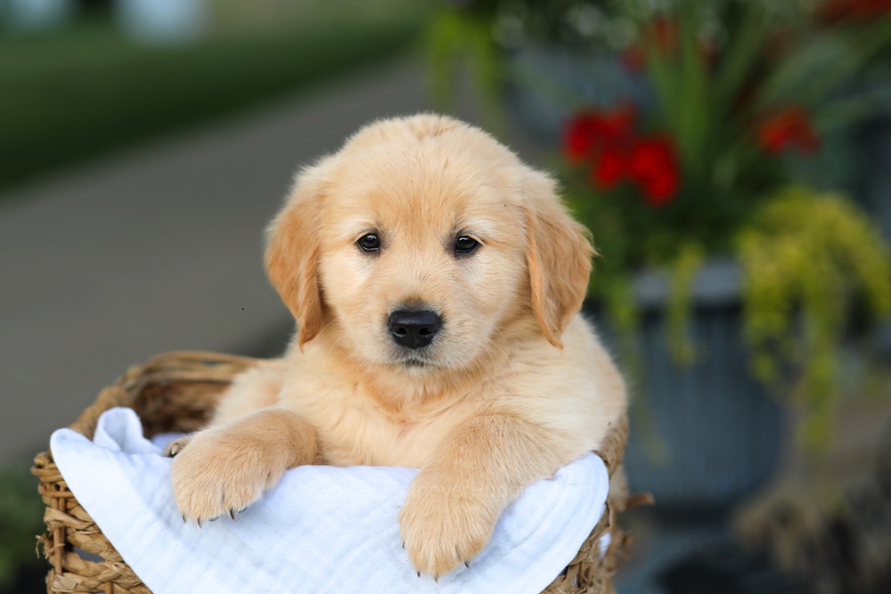 Coleen Image of Coleen, a Golden Retriever puppy