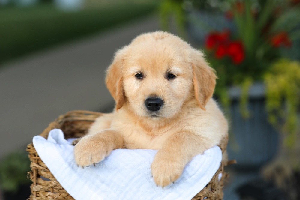 Coleen Image of Coleen, a Golden Retriever puppy