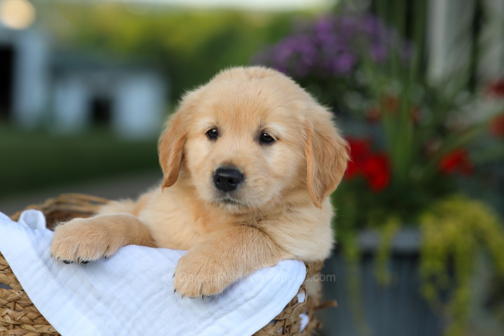 Coleen Image of Coleen, a Golden Retriever puppy