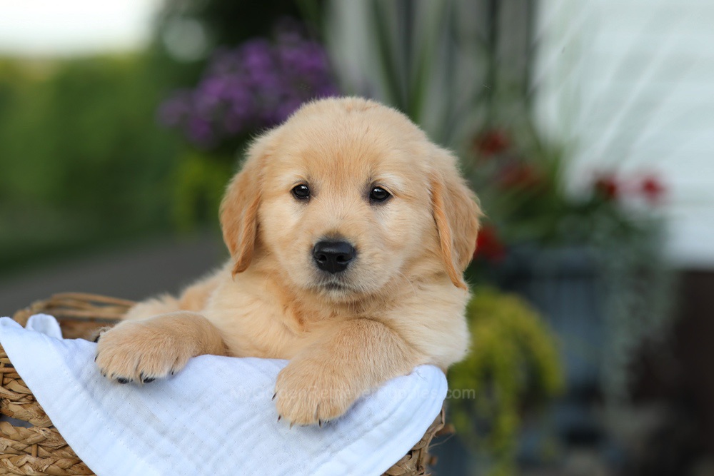 Coleen Image of Coleen, a Golden Retriever puppy