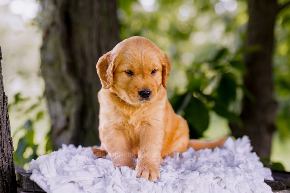 Colt Image of Colt, a Golden Retriever puppy