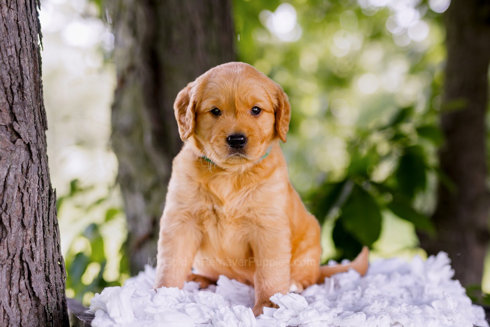 Colt Image of Colt, a Golden Retriever puppy