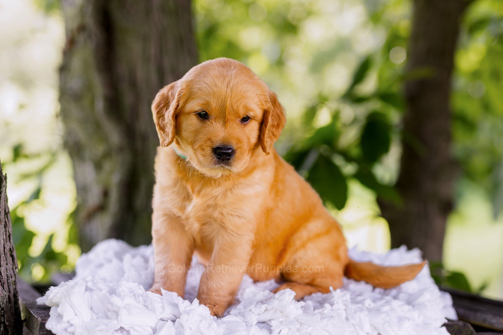 Colt Image of Colt, a Golden Retriever puppy