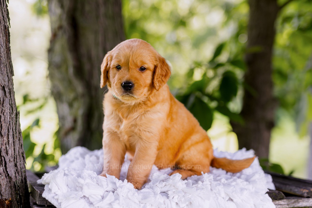 Colt Image of Colt, a Golden Retriever puppy