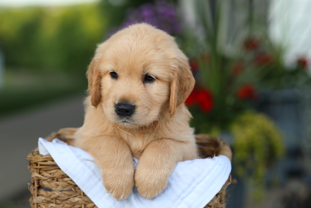 Conner Image of Conner, a Golden Retriever puppy