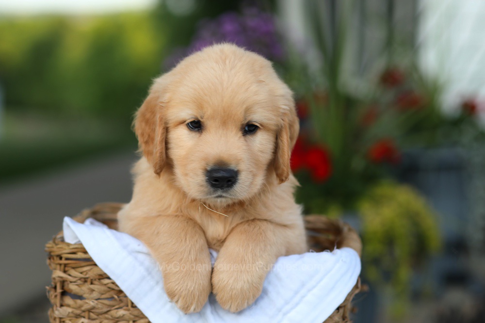 Conner Image of Conner, a Golden Retriever puppy