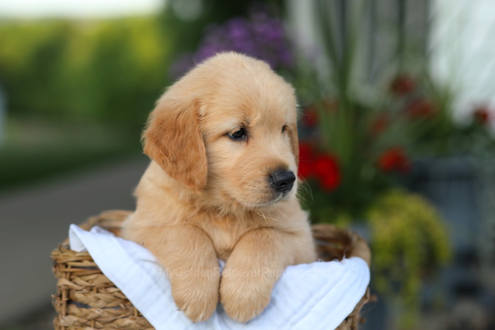 Conner Image of Conner, a Golden Retriever puppy