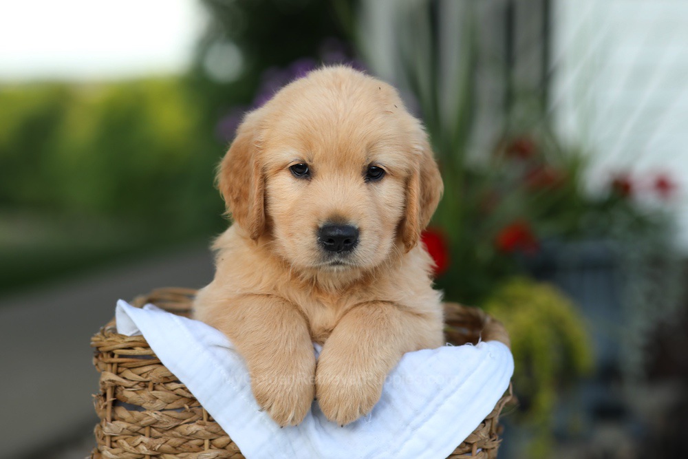 Conner Image of Conner, a Golden Retriever puppy