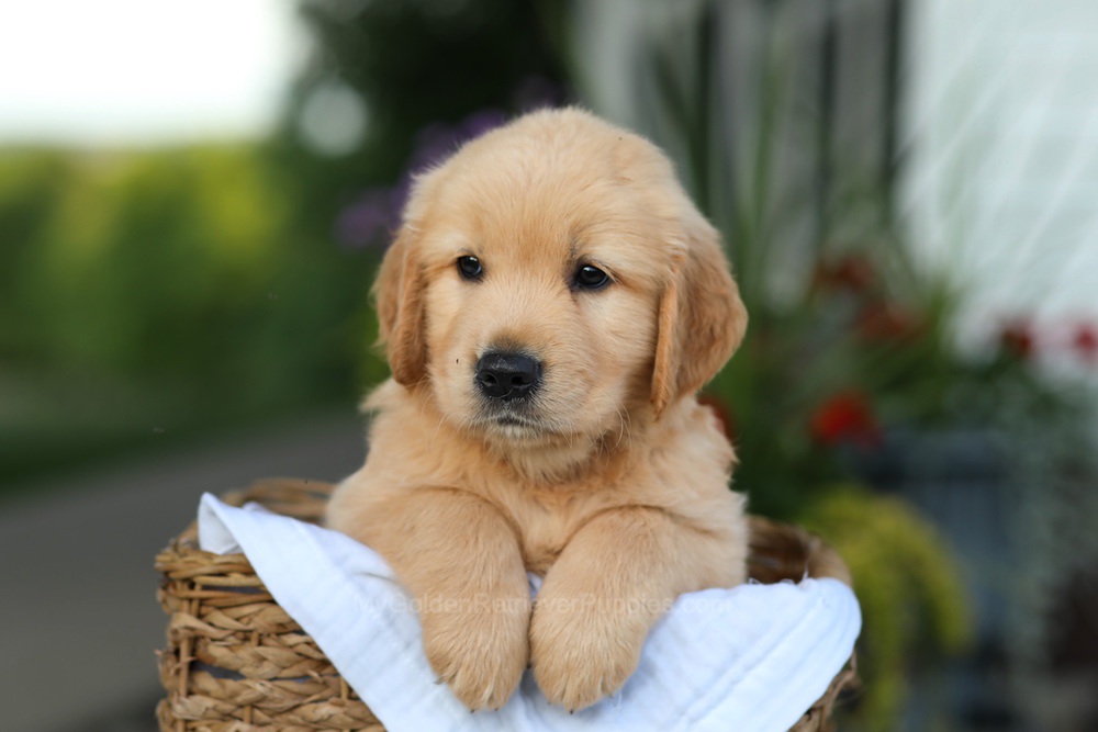 Conner Image of Conner, a Golden Retriever puppy