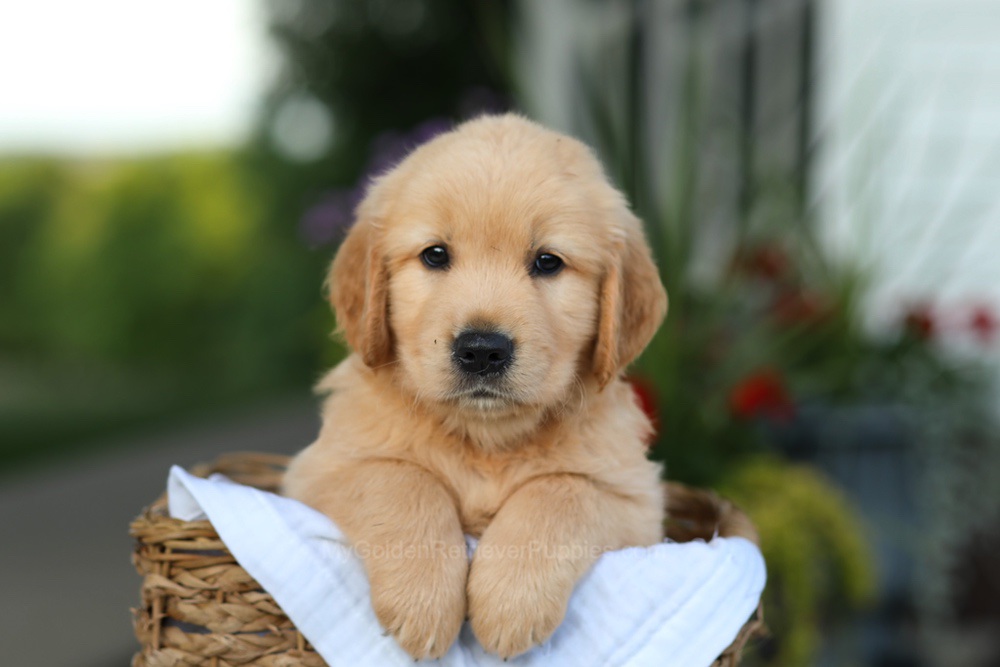 Conner Image of Conner, a Golden Retriever puppy