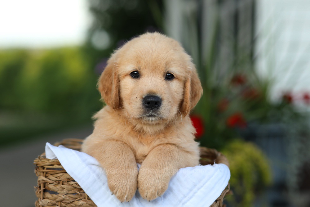 Conner Image of Conner, a Golden Retriever puppy