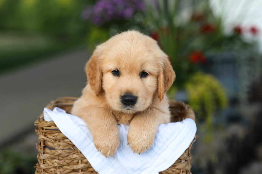 Conner Image of Conner, a Golden Retriever puppy