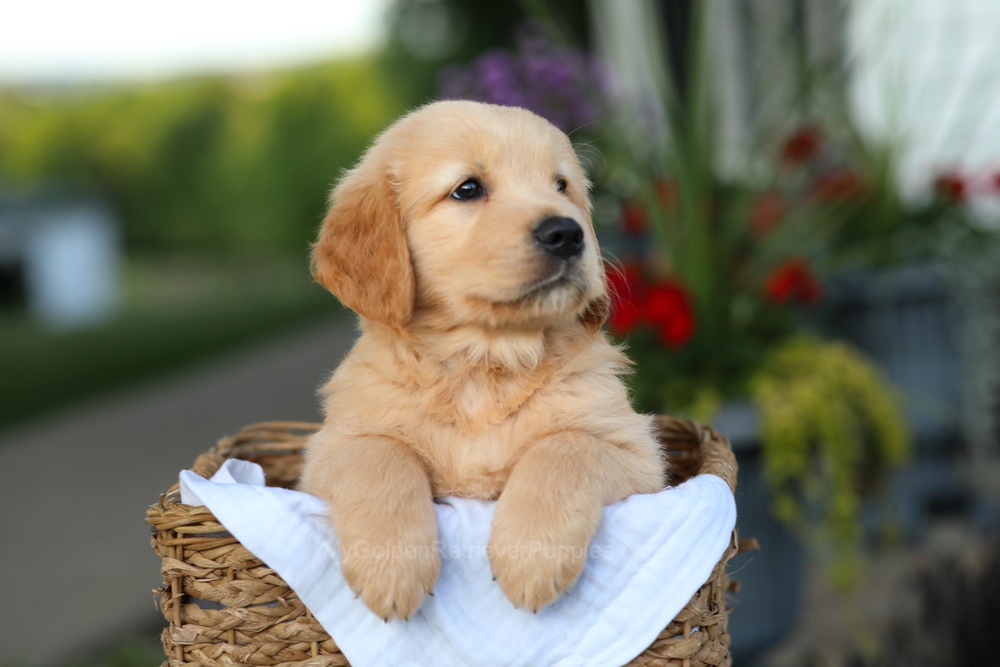 Conner Image of Conner, a Golden Retriever puppy