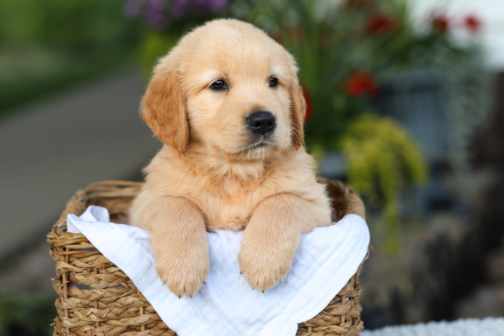 Conner Image of Conner, a Golden Retriever puppy