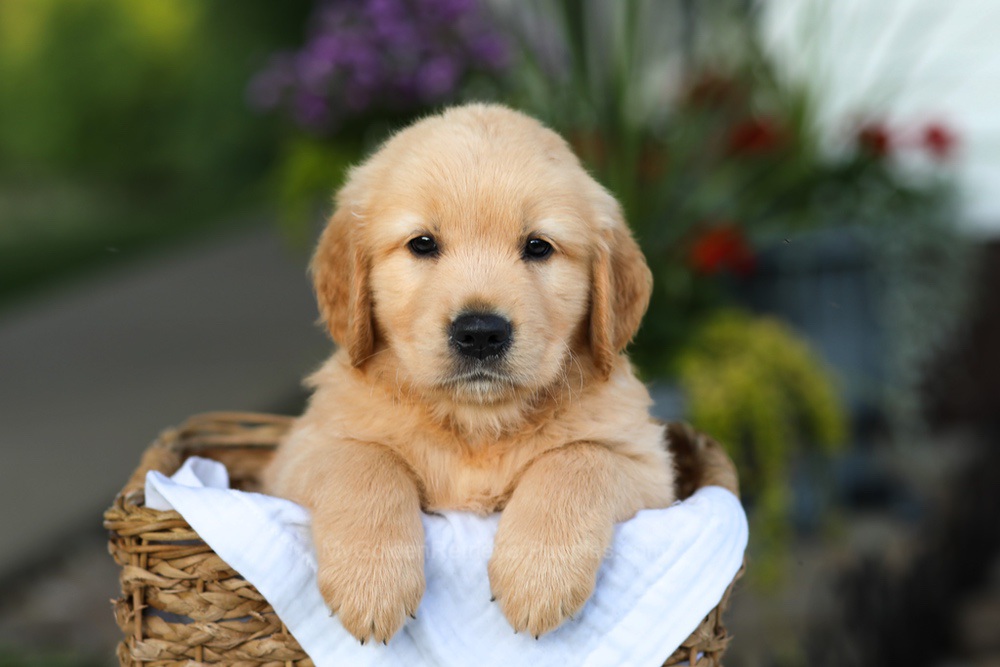 Conner Image of Conner, a Golden Retriever puppy