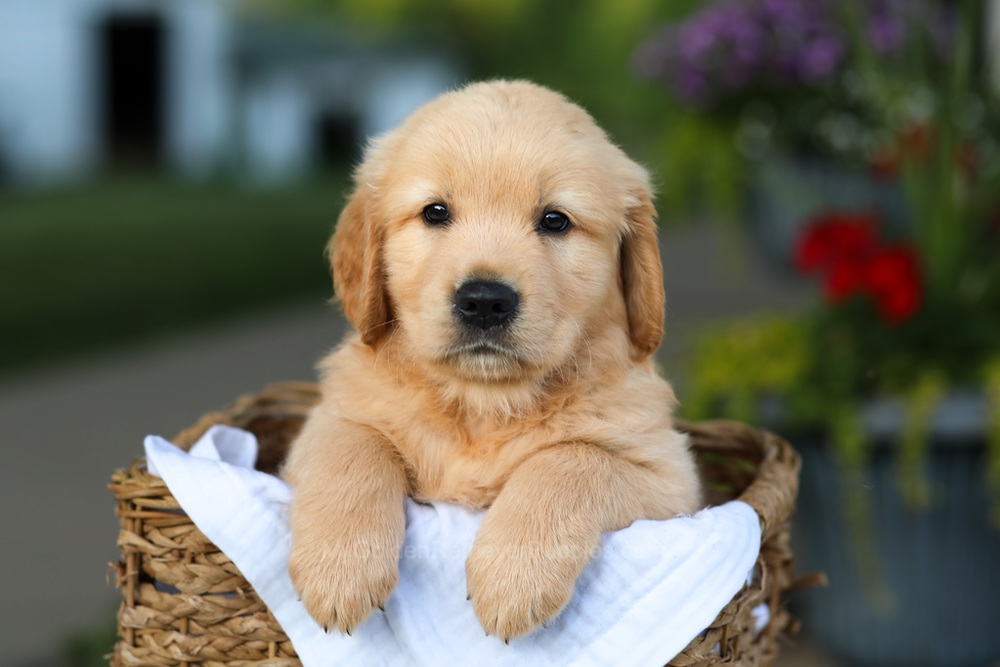 Conner Image of Conner, a Golden Retriever puppy