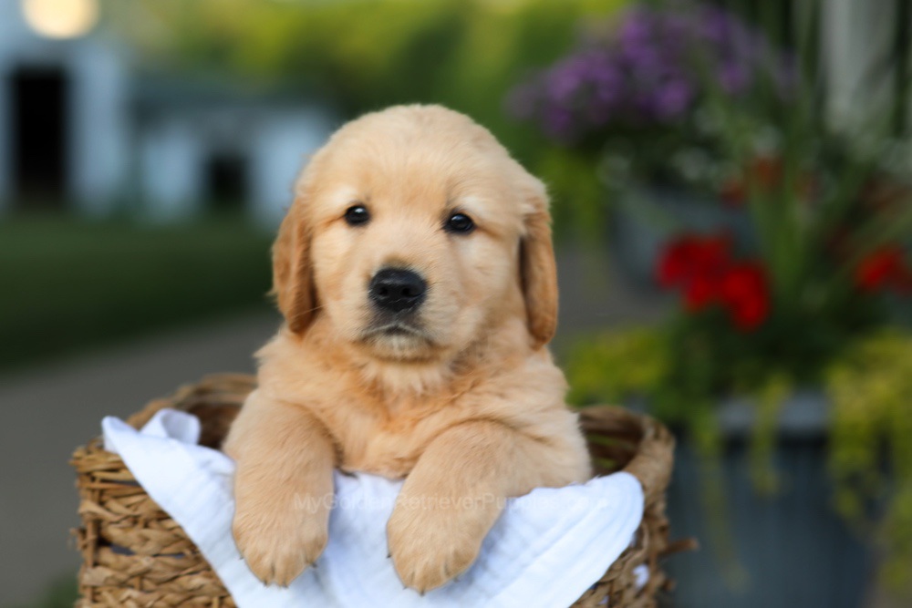 Conner Image of Conner, a Golden Retriever puppy