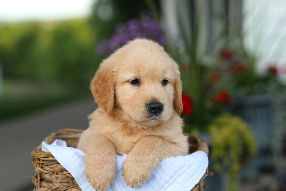 Conner Image of Conner, a Golden Retriever puppy