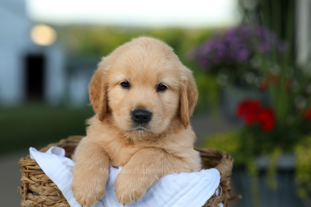 Conner Image of Conner, a Golden Retriever puppy