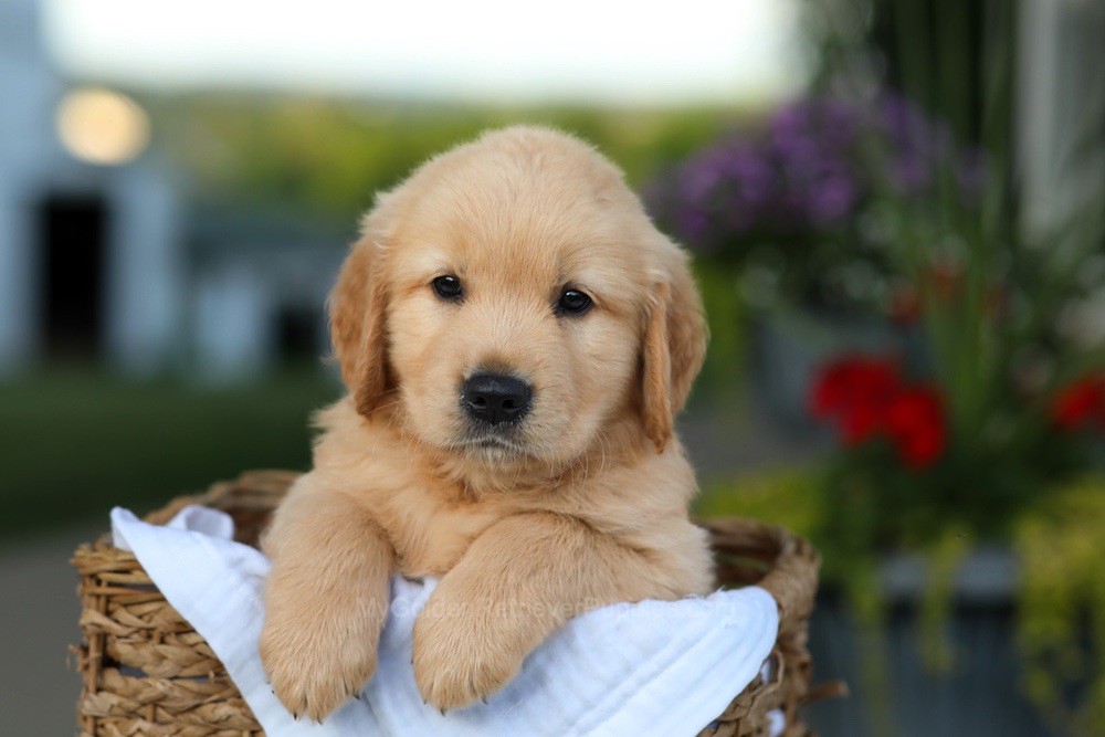 Conner Image of Conner, a Golden Retriever puppy